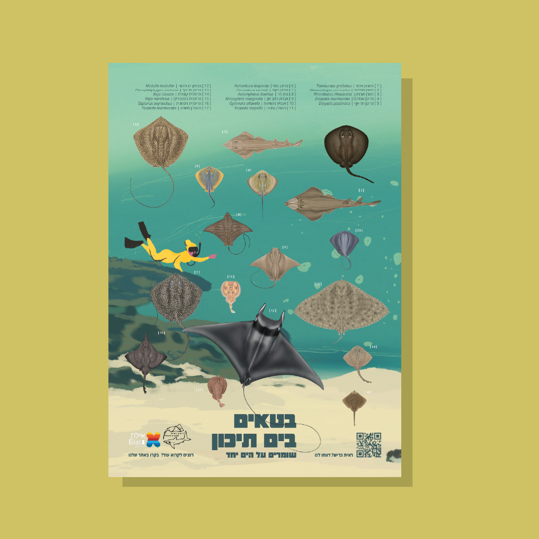 Israel Sharks Association Posters